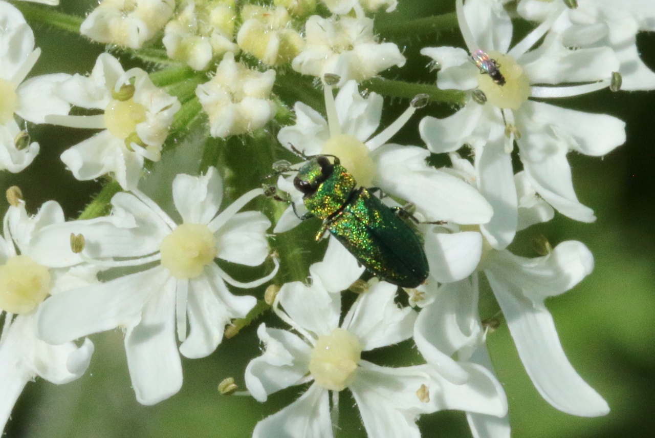 Anthaxia nitidula (Linnaeus, 1758) - Anthaxie brillante (mâle)