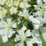 Anthaxia nitidula (Linnaeus, 1758) - Anthaxie brillante (mâle)