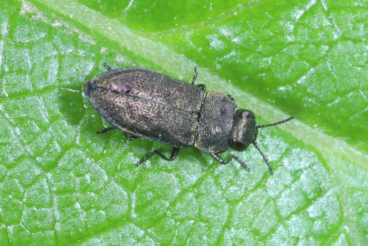 Anthaxia quadripunctata (Linnaeus, 1758) 