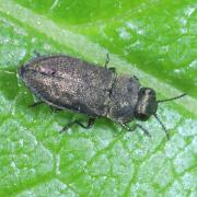 Anthaxia quadripunctata (Linnaeus, 1758) 