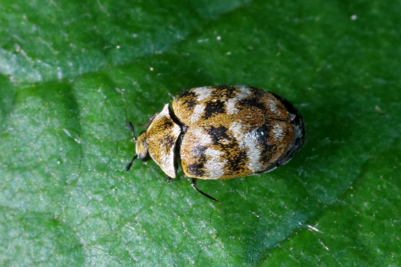 Anthrenus verbasci (Linnaeus, 1767) - Anthrène du Bouillon-blanc, Anthrène des Tapis