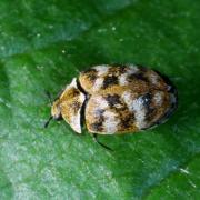 Anthrenus verbasci (Linnaeus, 1767) - Anthrène du Bouillon-blanc, Anthrène des Tapis