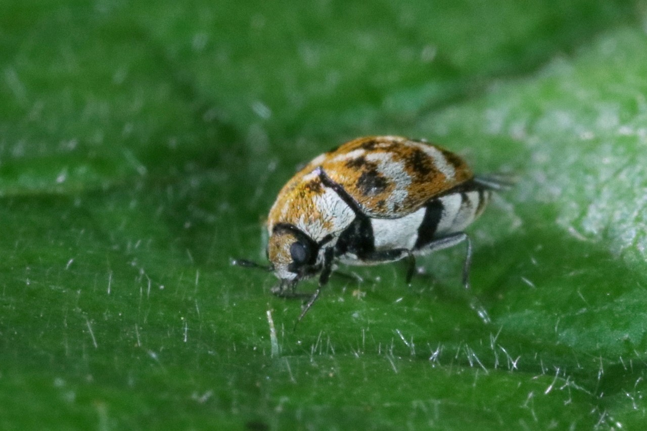 Anthrenus verbasci (Linnaeus, 1767) - Anthrène du Bouillon-blanc, Anthrène des Tapis 