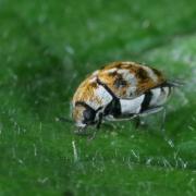 Anthrenus verbasci (Linnaeus, 1767) - Anthrène du Bouillon-blanc, Anthrène des Tapis 