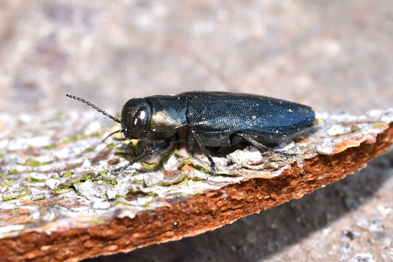 Phaenops cyanea (Fabricius, 1775) - Bupreste bleu des Pins