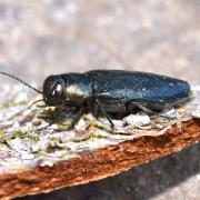 Phaenops cyanea (Fabricius, 1775) - Bupreste bleu des Pins