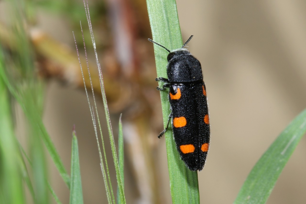 Ptosima undecimmaculata (Herbst, 1784) - Ptosime à taches jaunes