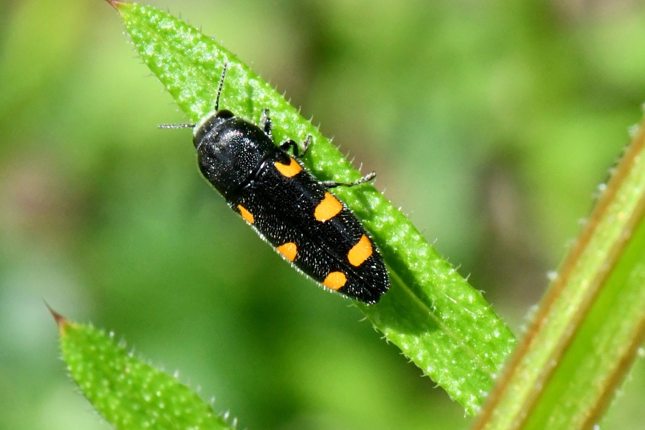 Ptosima undecimmaculata (Herbst, 1784) - Ptosime à taches jaunes