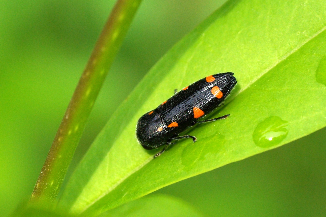 Ptosima undecimmaculata (Herbst, 1784) - Ptosime à taches jaunes