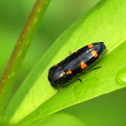 Ptosima undecimmaculata (Herbst, 1784) - Ptosime à taches jaunes