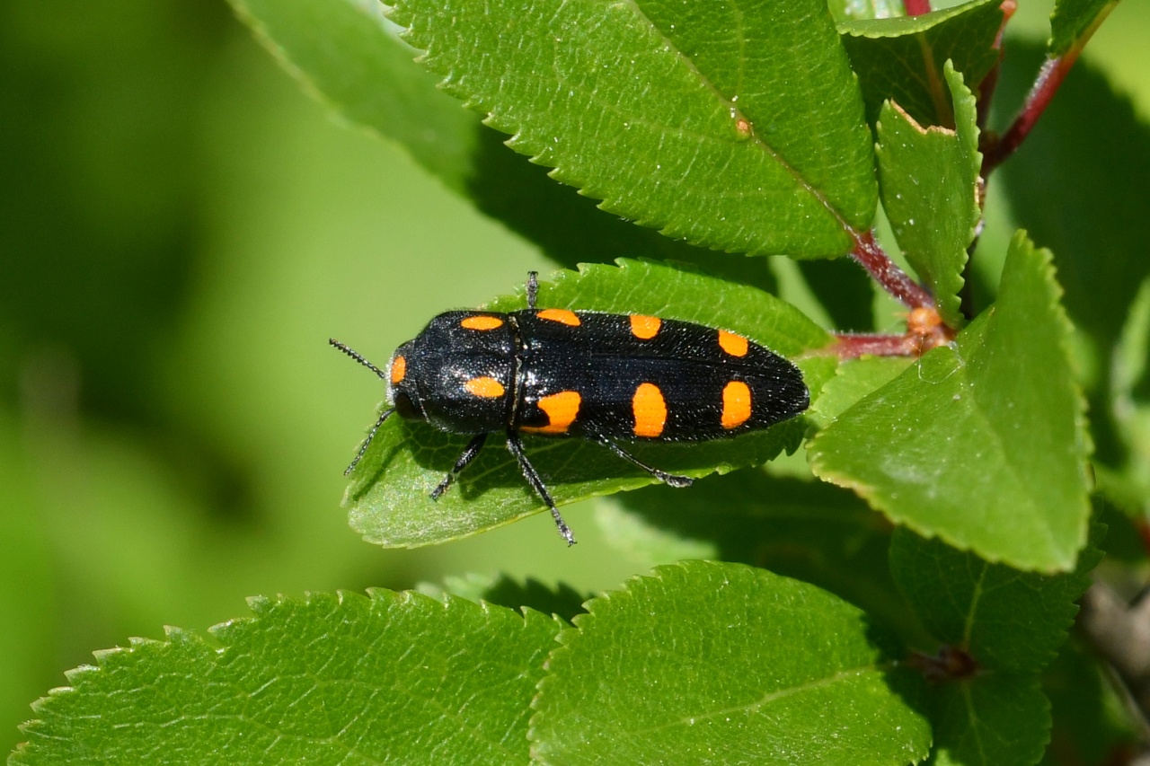 Ptosima undecimmaculata (Herbst, 1784) - Ptosime à taches jaunes