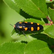 Ptosima undecimmaculata (Herbst, 1784) - Ptosime à taches jaunes