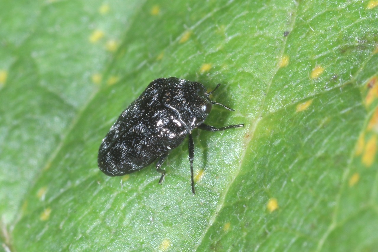 Trachys minutus (Linnaeus, 1758)