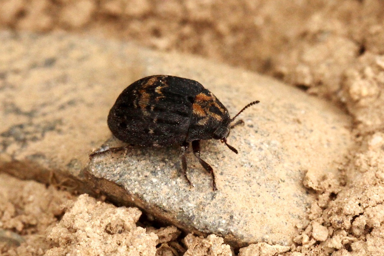 Byrrhus arietinus / fasciatus