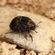 Byrrhus arietinus / fasciatus