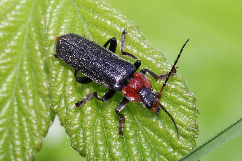 Cantharis fusca Linnaeus, 1758 - Téléphore sombre