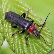 Cantharis fusca Linnaeus, 1758 - Téléphore sombre