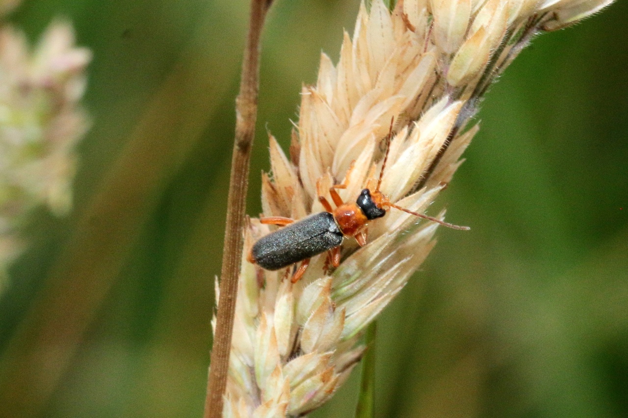 Cantharis lateralis Linnaeus, 1758 - Téléphore bicolore