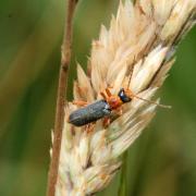 Cantharis lateralis Linnaeus, 1758 - Téléphore bicolore