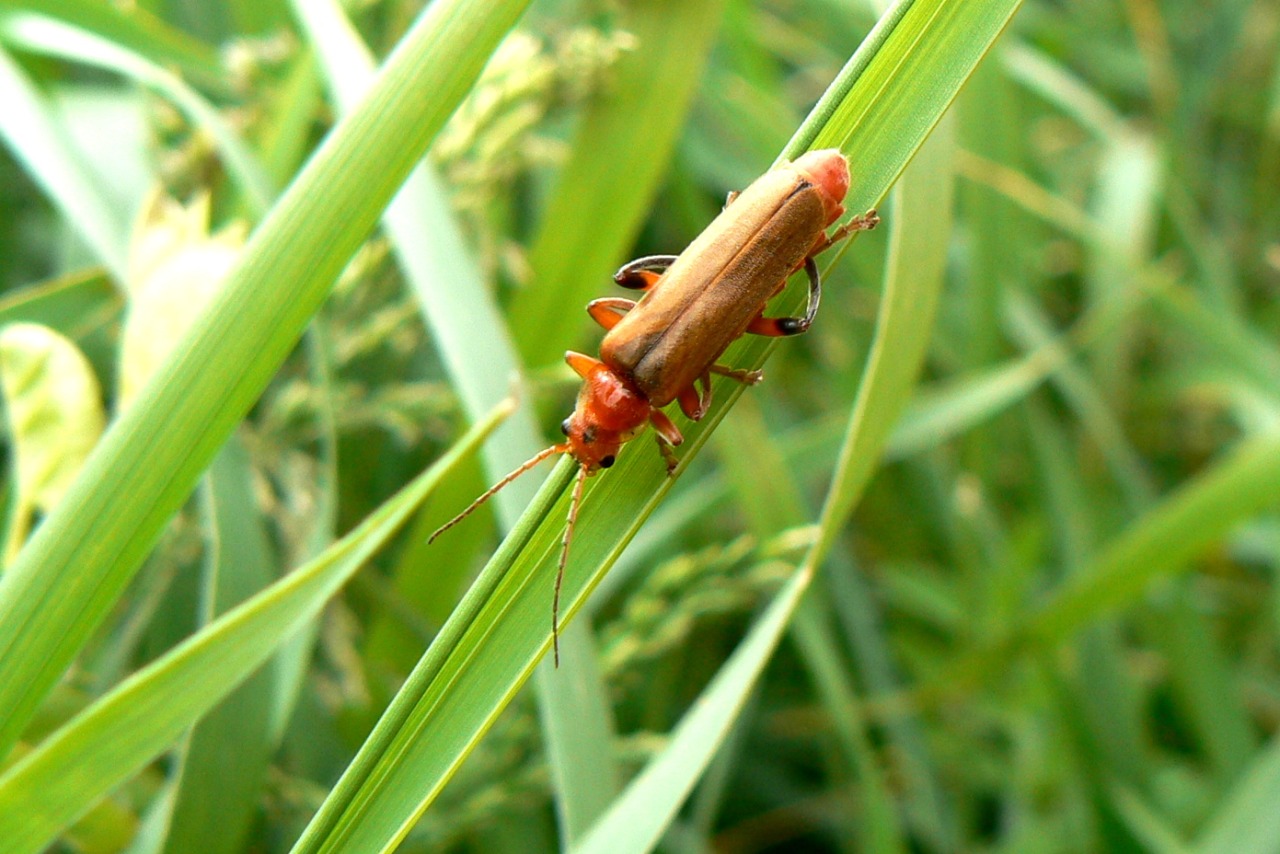 Cantharis livida Linnaeus, 1758 - Téléphore livide