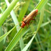 Cantharis livida Linnaeus, 1758 - Téléphore livide