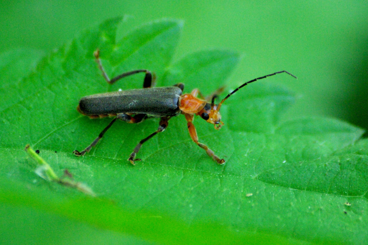 Cantharis livida Linnaeus, 1758 - Téléphore livide