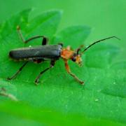 Cantharis livida Linnaeus, 1758 - Téléphore livide