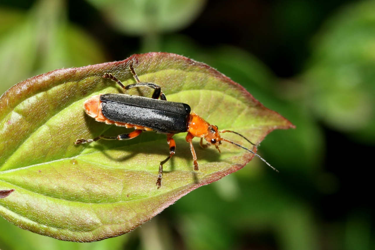 Cantharis livida Linnaeus, 1758 - Téléphore livide