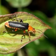 Cantharis livida Linnaeus, 1758 - Téléphore livide