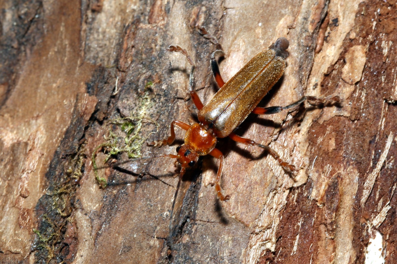 Cantharis livida Linnaeus, 1758 - Téléphore livide