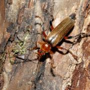 Cantharis livida Linnaeus, 1758 - Téléphore livide