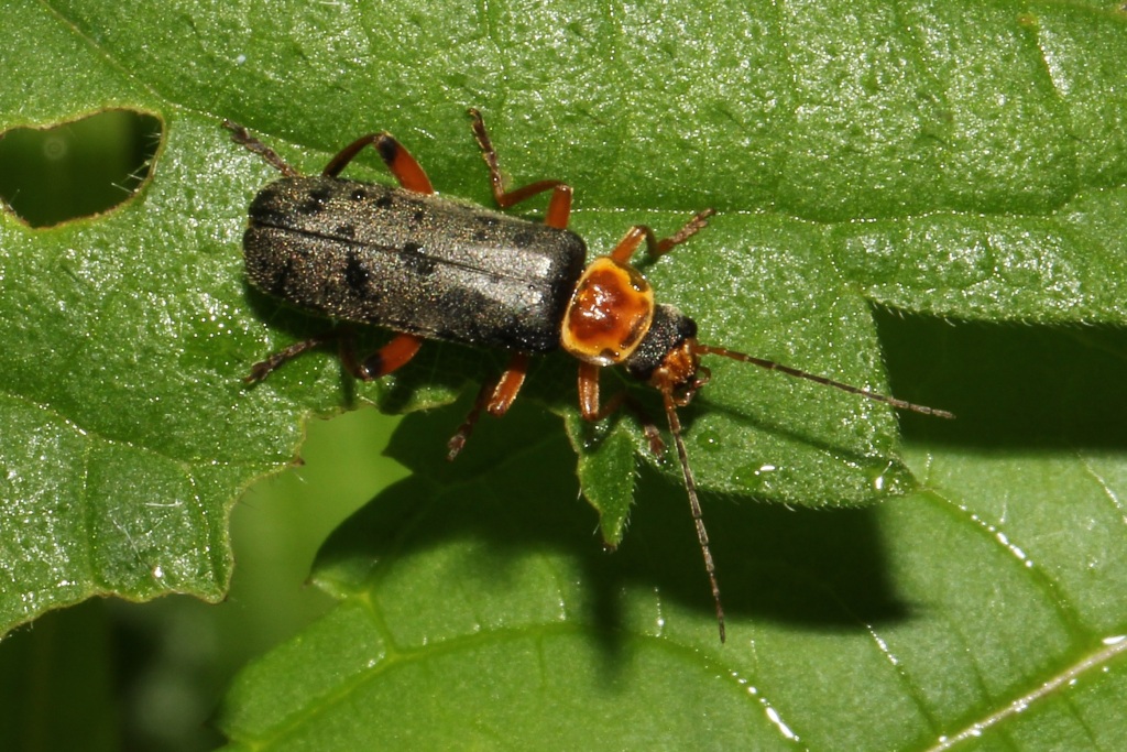 Cantharis nigricans (O.F. Müller, 1776) - Cantharide noircissante