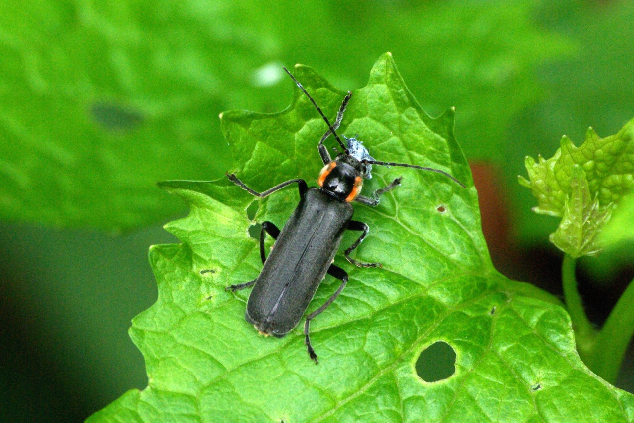 Cantharis obscura Linnaeus, 1758 - Téléphore obscur