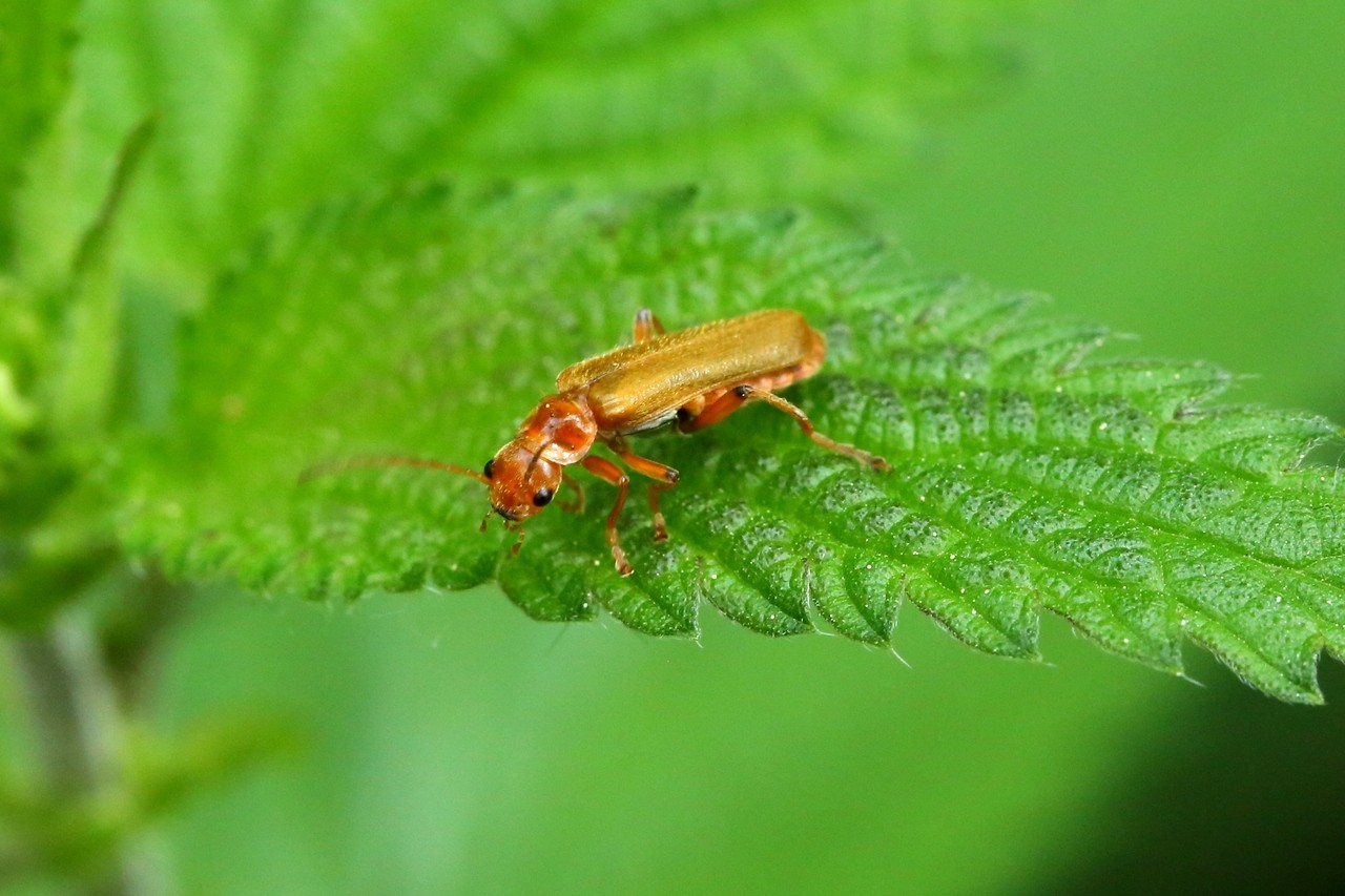 Cantharis pallida Goeze, 1777