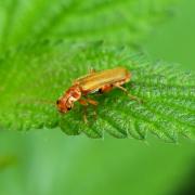 Cantharis pallida Goeze, 1777