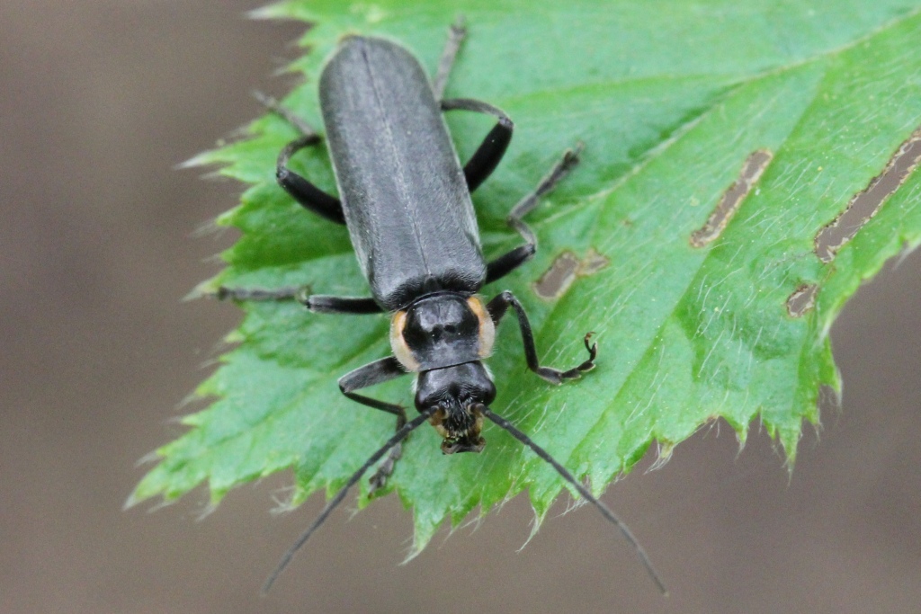 Cantharis paradoxa Hicker, 1960