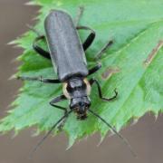 Cantharis paradoxa Hicker, 1960