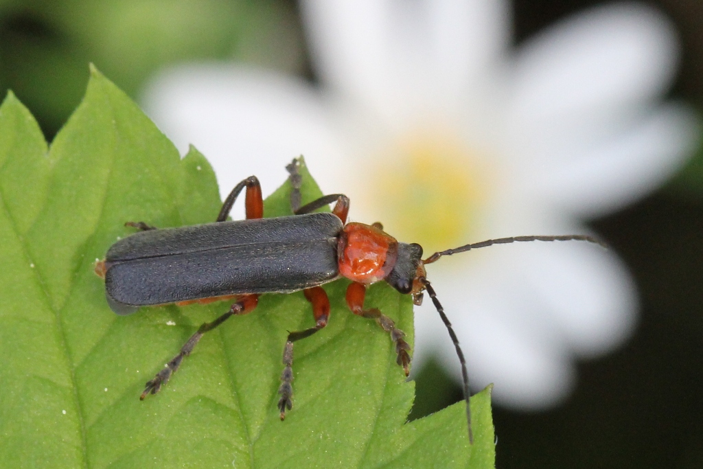 Cantharis pellucida Fabricius, 1792 - Téléphore diaphane