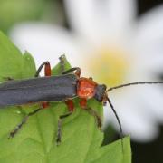 Cantharis pellucida Fabricius, 1792 - Téléphore diaphane