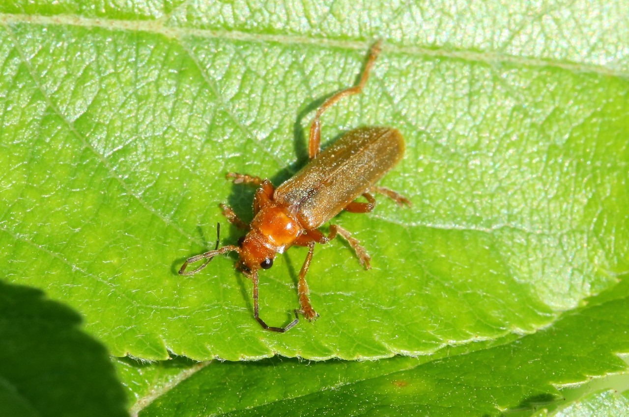 Cantharis rufa Linnaeus, 1758 - Cantharide rouge