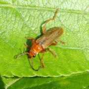 Cantharis rufa Linnaeus, 1758 - Cantharide rouge