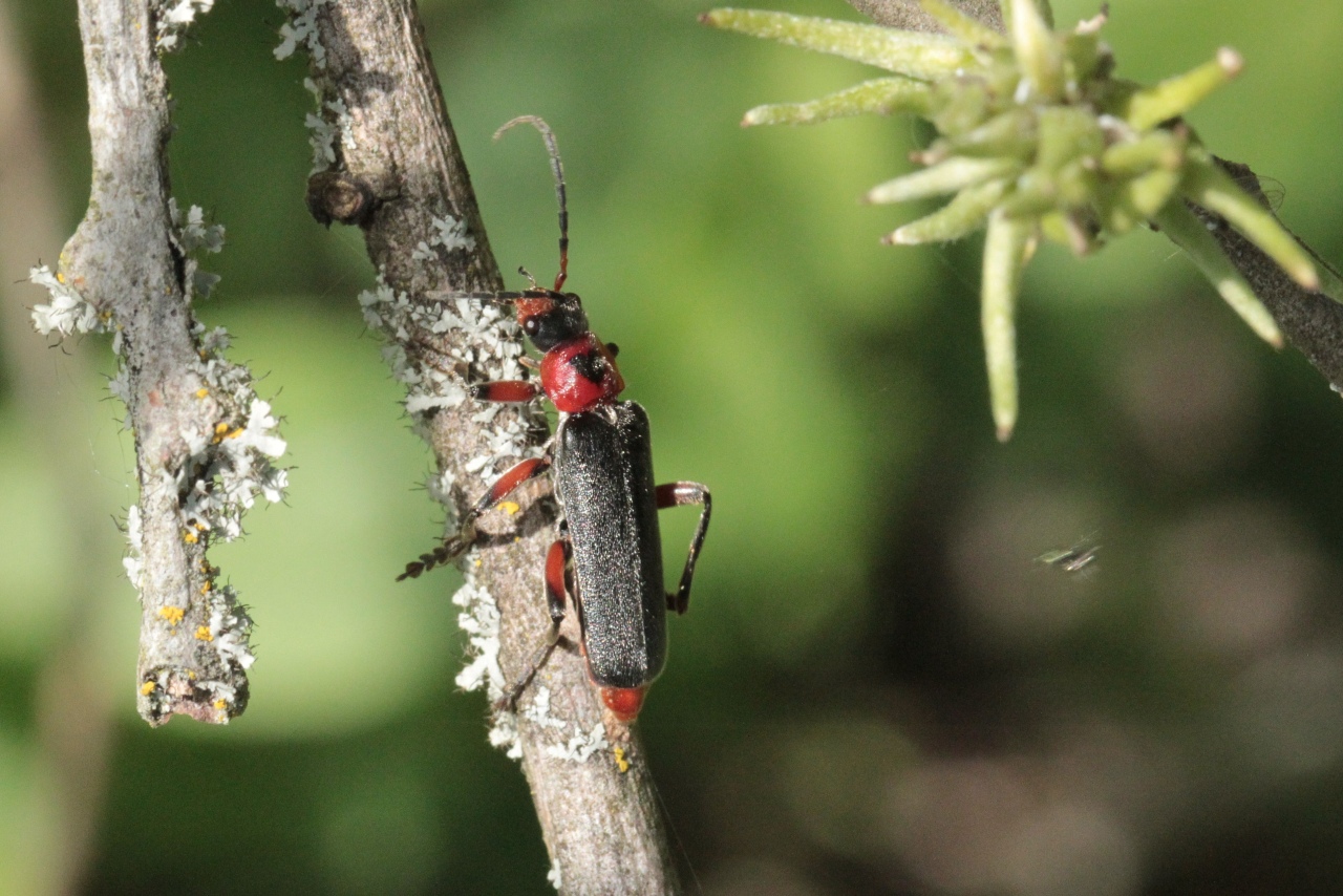 Cantharis rustica Fallén, 1807 - Moine