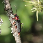 Cantharis rustica Fallén, 1807 - Moine