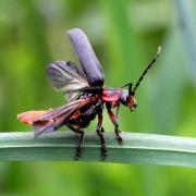 Cantharis rustica Fallén, 1807 - Moine