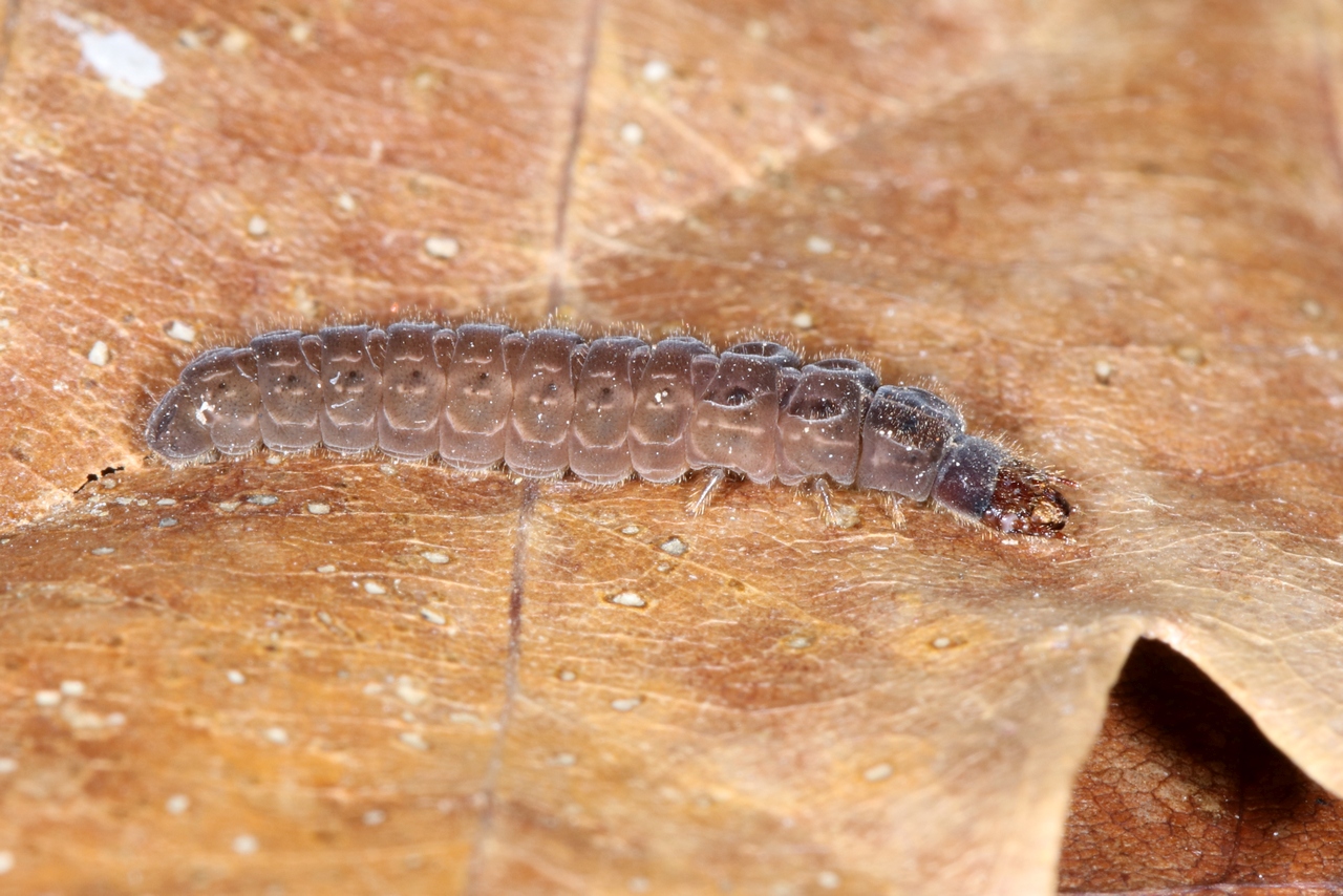 Cantharis sp (larve) 