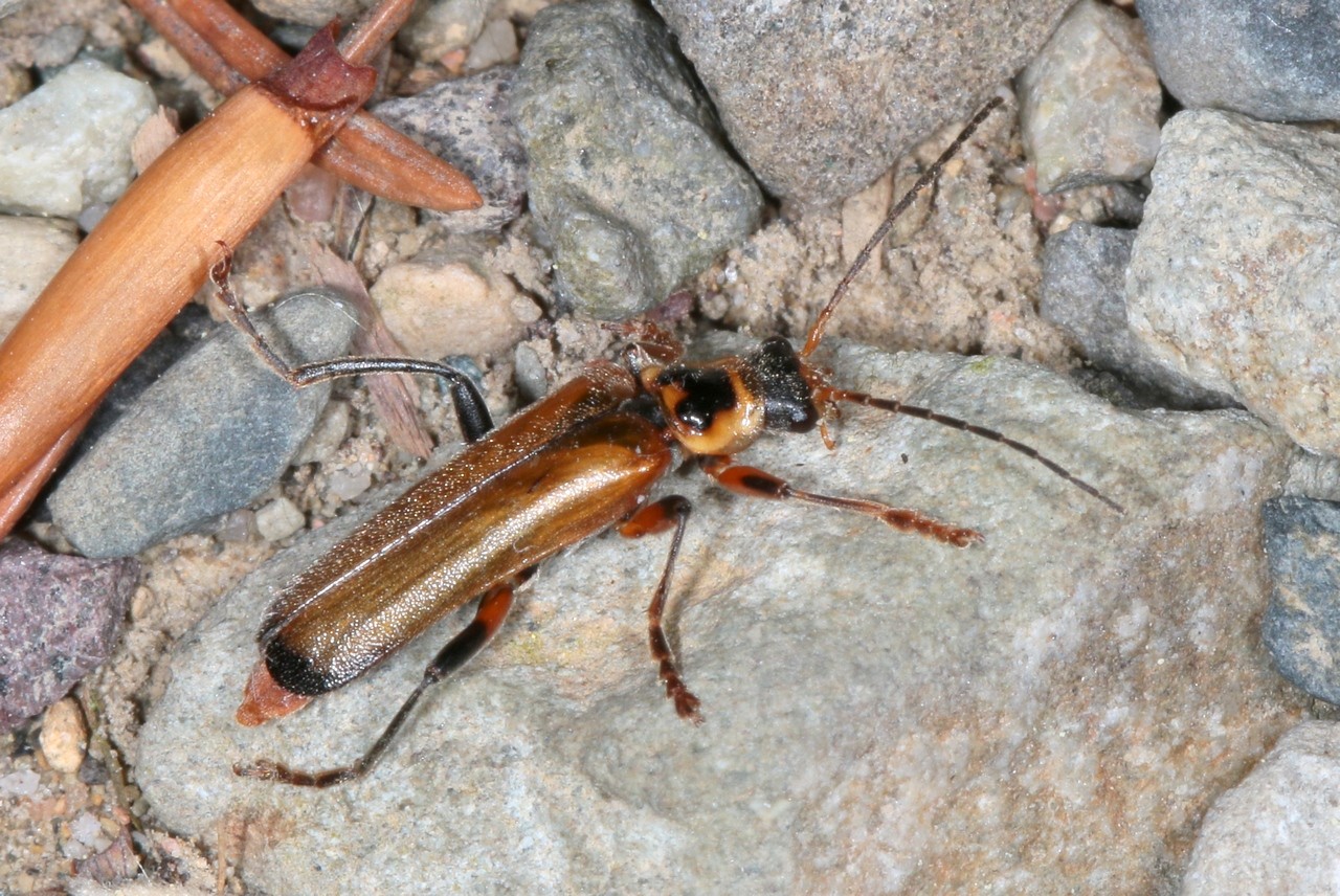 Cantharis terminata  Faldermann, 1835