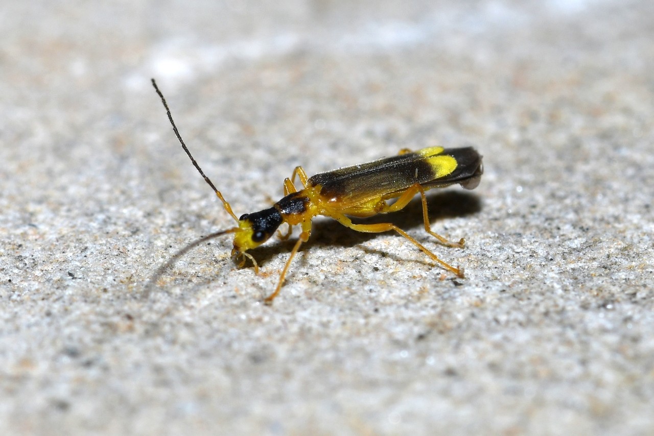 Malthinus flaveolus (Herbst, 1786) - Necydale à points jaunes