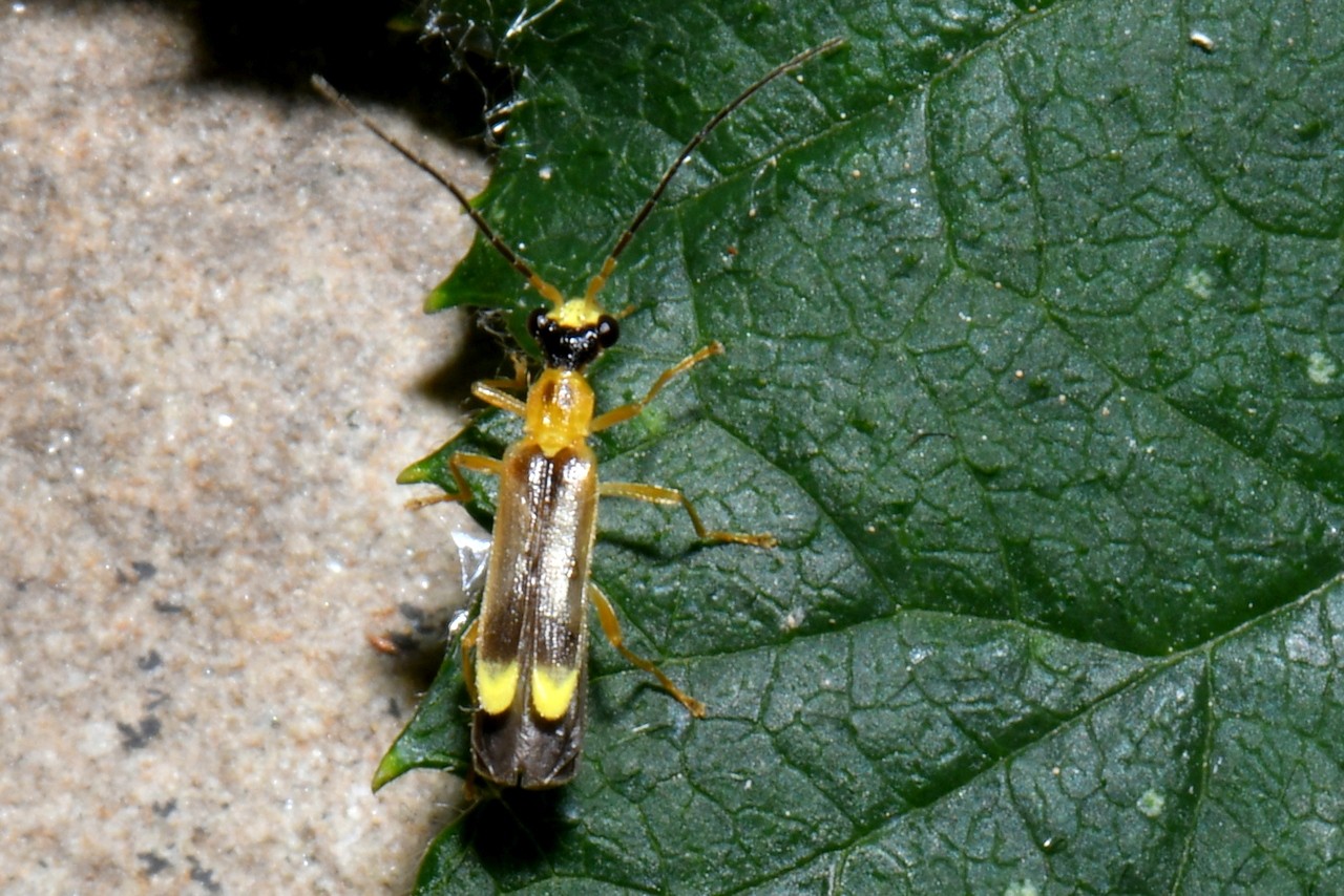 Malthinus flaveolus (Herbst, 1786) - Necydale à points jaunes