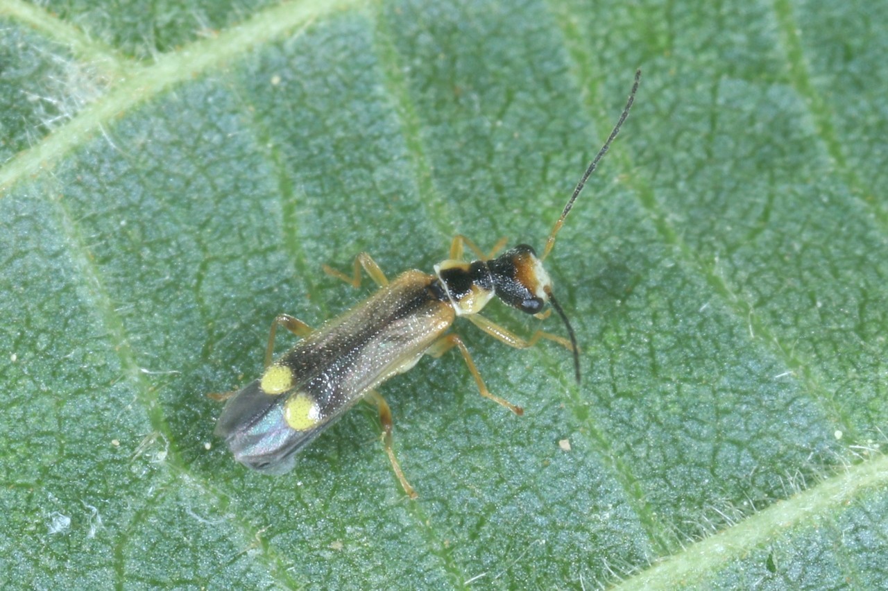 Malthinus seriepunctatus Kiesenwetter, 1851