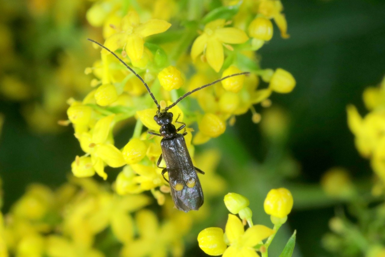 Malthodes gr marginatus